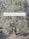 HOLIVE Olive Oil from Israel | Extra Virgin | First Cold Press & Early Harvest | Polyphenol Rich | Premium Low Acidity | Unprocessed EVOO from the Holy Land | Hand Harvest | Kosher 30.4 Fl Oz