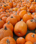 Small Sugar Pumpkin Seeds for Planting - Non-GMO Heirloom Packet with Instructions to Plant a Home Vegetable Garden - Great Gardening Gift - 25 Seeds Per Pack (1 Packet)