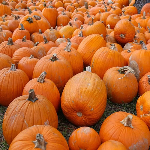 Small Sugar Pumpkin Seeds for Planting - Non-GMO Heirloom Packet with Instructions to Plant a Home Vegetable Garden - Great Gardening Gift - 25 Seeds Per Pack (1 Packet)