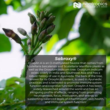 Nootropics Depot Sabroxy Tablets | 500mg | 30 Count | Minimum 10% Oroxylin-A | Oroxylum indicum | May Help Promote Focus & Motivation | May Help Promote Cognitive Function