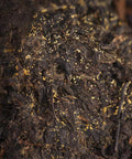 Fullchea - / Fucha Tea Brick - Dark Tea Loose Leaf - Golden Flower Tea - Heicha From Hunan Anhua - Aids Digestion - 11.21oz / 318g