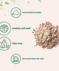 Pure Pine Pollen Powder 6 Ounce Wild Harvest an Broken Cell Wall Supports Immune System Health Boosts Energy Antioxidant Androgenic No GMOs Vegan Friendly