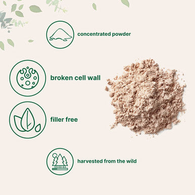 Pure Pine Pollen Powder 6 Ounce Wild Harvest an Broken Cell Wall Supports Immune System Health Boosts Energy Antioxidant Androgenic No GMOs Vegan Friendly