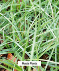 Banyan Botanicals Musta Powder - Certified Organic, 1/2 Pound - Cyperus Rotundus - Supports Regular, Comfortable Menstruation And Promotes Healthy Digestion*