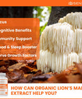 Organic Lions Mane Mushroom Capsules - Nootropic Brain Supplement for Strong Cognitive Support, Intense Focus, Memory Booster for Mental Clarity - Lions Mane Mushroom Supplement - Lion's Mane 90 Count