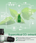Asakuki Patchouli Essential Oil 10Ml, Perfect For Aromatherapy, Diffusers, Humidifier, Bath