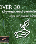 Bravo Tea Absolute White Mulberry Leaf Herbal Tea Caffeine Free, 20 Tea Bags