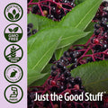 Nature'S Answer Sambucus + Probiotic | 32000mg Standardized Fresh Elderberry Duo Cap with 10 Billion CFU Probiotic | Gluten- Non-GMO | 60-Capsules | Single Count