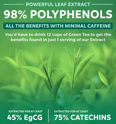 Green Tea 98 Extract with EGCG 120 Capsules NonGMO for Natural Metabolism Boost Leaf Polyphenol Catechins Antioxidant Supplement 1000mg 500mg per Capsule
