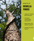 Banyan Botanicals Boswellia Powder Organic Indian Frankincense Resin Ayurvedic Joint Support For Healthy And Comfortable Movement* Spice Jar Non-Gmo, Sustainably Sourced, Vegan