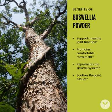 Banyan Botanicals Boswellia Powder Organic Indian Frankincense Resin Ayurvedic Joint Support For Healthy And Comfortable Movement* Spice Jar Non-Gmo, Sustainably Sourced, Vegan