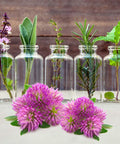 Nature'S Answer Red Clover Trifolium Pratense Full Spectrum Herb Natural Vegetarian Vegan High Strength Dietary Supplements Ideal for Menopause (90 Capsules)