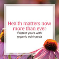 Natural Factors Echinamide Echinacea Supplement for Immune and Wellness Support 60 Softgels