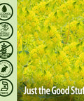 Bupleurum Root, Alcohol-Free, 1 fl oz (30 ml)