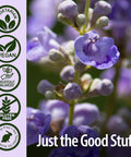 Nature'S Answer Chasteberry Vitex Agnus Castus 400mg 90-Capsules | | Vegan Gluten- Non-GMO. Kosher | Promotes Female Balance