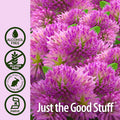 Nature'S Answer Red Clover Extract Supplement Alcohol 1 Oz (Pack of 4) | Natural Mood Support | Hormone Balance for Women | Menopausal Support