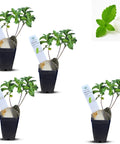 Natural Herbal Live Zero Calorie Sugar Replacement. Stevia Plants. Sweet Leaf Sugar Leaf Natural Sugar Substitute Herb Easy to Grow (2 stevia sacs)