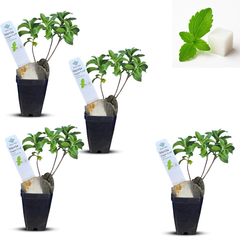 Natural Herbal Live Zero Calorie Sugar Replacement. Stevia Plants. Sweet Leaf Sugar Leaf Natural Sugar Substitute Herb Easy to Grow (2 stevia sacs)