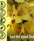 Nature'S Answer Alcohol- Mullein Flower Ear Oil