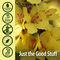 Nature'S Answer Alcohol- Mullein Flower Ear Oil