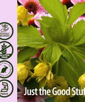 Nature'S Answer Echinacea and Goldenseal Root with Organic Alcohol 1000mg 2oz Extract | 5mg Berbine 2.5mg Hydrastine 10mg Polyphenols Per Serving | Supports Immune System | Single Count