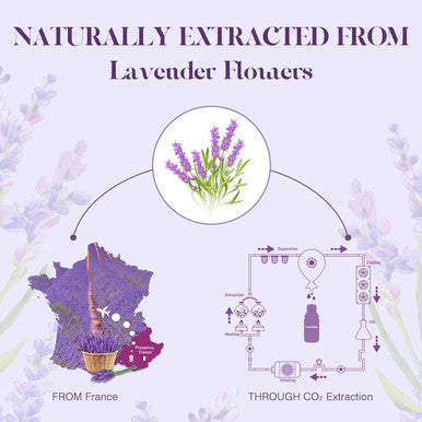 Asakuki Lavender Essential Oil 100Ml, Natural Therapeutic Grade, Aromatherapy Oil Lavender For Better Sleep, Health Care, Relaxation, Ideal For Humidifier, Diffuser & Wellness