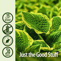 Nature'S Answer Plantain Leaf with Organic Alcohol 2000mg 1oz Extract | Supports Skin Wellness | Gluten- Non-GMO Vegan No Preservatives or Artificial Flavors | Single Count