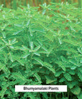 Banyan Botanicals Bhumyamalaki Powder Organic Liver Health Supplement* Phyllanthus Spp. For Natural Detoxification & Cleansing Of The Liver* 1/2 Pound Non Gmo Sustainably Sourced Vegan