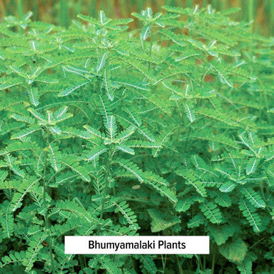 Banyan Botanicals Bhumyamalaki Powder Organic Liver Health Supplement* Phyllanthus Spp. For Natural Detoxification & Cleansing Of The Liver* 1/2 Pound Non Gmo Sustainably Sourced Vegan