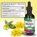 Nature'S Answer Natures Answer Mullein Leaf Low Alcohol 2000mg 2 oz Extract | Supports Respiratory Wellness | Gluten- Vegan Non-GMO No Artificial Flavors or Preservatives | Single Count
