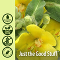 Nature'S Answer Mullein X Throat 2 Ounce Spray - Cold and Flu Support Natural Throat Soothing Clears Mucus Gluten Non GMO Vegetarian Natural Peppermint Flavor - Mullein Drops for Lungs