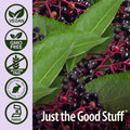 Nature'S Answer Sambucus Elderberry Syrup 16 Ounce | Great Tasting Immune Support Supplement | Antioxidant Vegan Gluten Made in USA | Single Count
