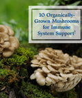 Garden of Life Organic Fermented Mushroom Complex - Rm-10 Immune System Supplement With Selenium Vegetarian 120 Count