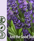 Nature'S Answer Lavender Flower with Organic Alcohol 1-Fluid Ounce | Supports Digestive System | Gluten- | Vegan | No Artificial Flowers or Preservatives | Single Count
