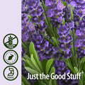 Nature'S Answer Lavender Flower with Organic Alcohol 1-Fluid Ounce | Supports Digestive System | Gluten- | Vegan | No Artificial Flowers or Preservatives | Single Count