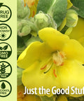 Nature'S Answer Mullein-X Immune & Relax Cough Syrup | 4 Fluid Ounces | Supports Immune & Relaxation | Soothes Cough & Clears Mucus | Non GMO Gluten