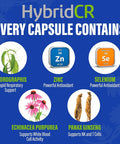 Hybridcr Rapid Immune Support Supplement Pharmacist Formulated Natural Herbal Formula To Immunity Boost Response Gluten-Natural Cold Remedy 12 Capsules In 4 Day Dose Pack