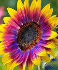 480+ Rare Sunflower Seeds - Red, Purple, Blue, Black-Centered, Charcoal, Teddy Bear & Smiley - Non-GMO, High Germination & Pollinator Friendly - Ideal for Outdoor Gardens, Containers & Borders