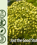 Nature'S Answer Celery Seed with Organic Alcohol 2000mg 1oz | Packed with Antioxidants | Promotes Joint Function | Urinary Tract Support | Single Count