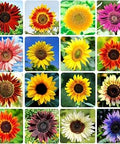 1000+ Sunflower Seeds for Planting Heirloom Non-GMO, Bulk Package of 15 Varieties Mix Seeds, Individually Packaged, Attracts Pollinators (Helianthus annuus)