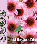 Nature'S Answer Echinacea & Astragalus | Supports a Healthy Immune System | Vegan Non-GMO & Kosher |Capsules 90Ct