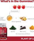 Apple Cider Vinegar Gummies by Plant of Life - with Raw, Organic, Unfiltered with The 'Mother' ACV - Vegan & Non-GMO Gummies - 60 Count