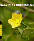 Padmashri Naturals Balashwagandhadi Oil, 100 ml, Multicolor