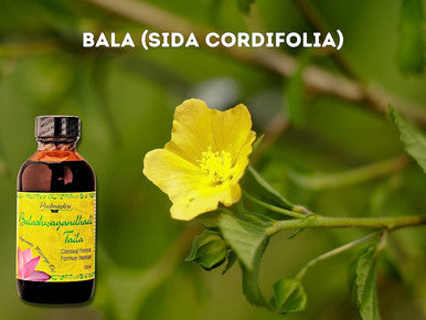 Padmashri Naturals Balashwagandhadi Oil, 100 ml, Multicolor