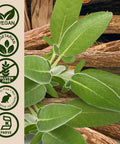 Nature'S Answer Licorice Root 90 Capsules - Licorice Root Extract for Digestive Immune and Respiratory Support - Vegetarian Vegan Gluten Kosher Licorice Root Capsules - Supports Skin