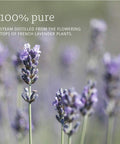 Now Foods Essential Oils Lavender 1 fl oz (30 ml)