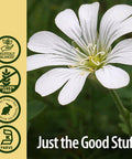 Nature'S Answer Chickweed Herb with Organic Alcohol 2-Fluid Ounces | Promotes Healthy Skin | Helps with Itchy Skin | Supports Skin Hydration
