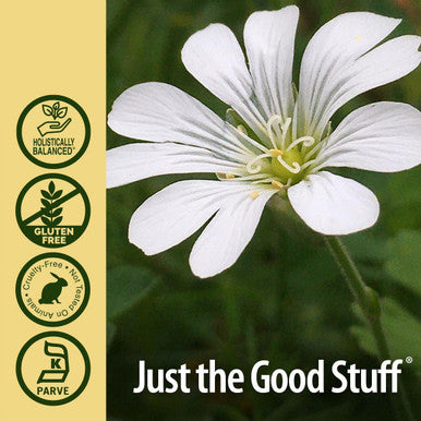 Nature'S Answer Chickweed Herb with Organic Alcohol 2-Fluid Ounces | Promotes Healthy Skin | Helps with Itchy Skin | Supports Skin Hydration