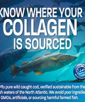 Bronson Marine Collagen Peptides Hydrolyzed Protein Powder 100% Wild Caught Nordic Cod Verified Sustainable Source for Joints Skin Hair Nails & Bones 150g (5.29oz)