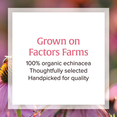 Natural Factors AntiV Formula Echinacea Supplement for Immune and Wellness Support Organic NonGMO 120 Softgels